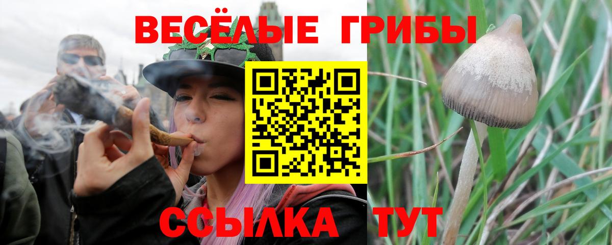 Галлюциногенные грибы Cubensis Майкоп